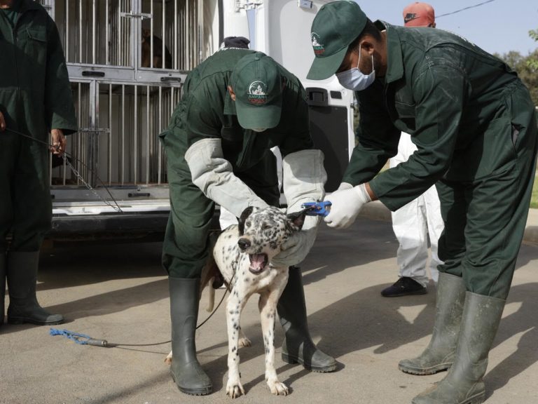 Mondial 2030 : le Maroc renforce sa loi sur les animaux errants